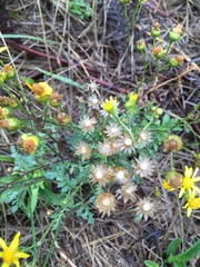 Cineraria lyratiformis