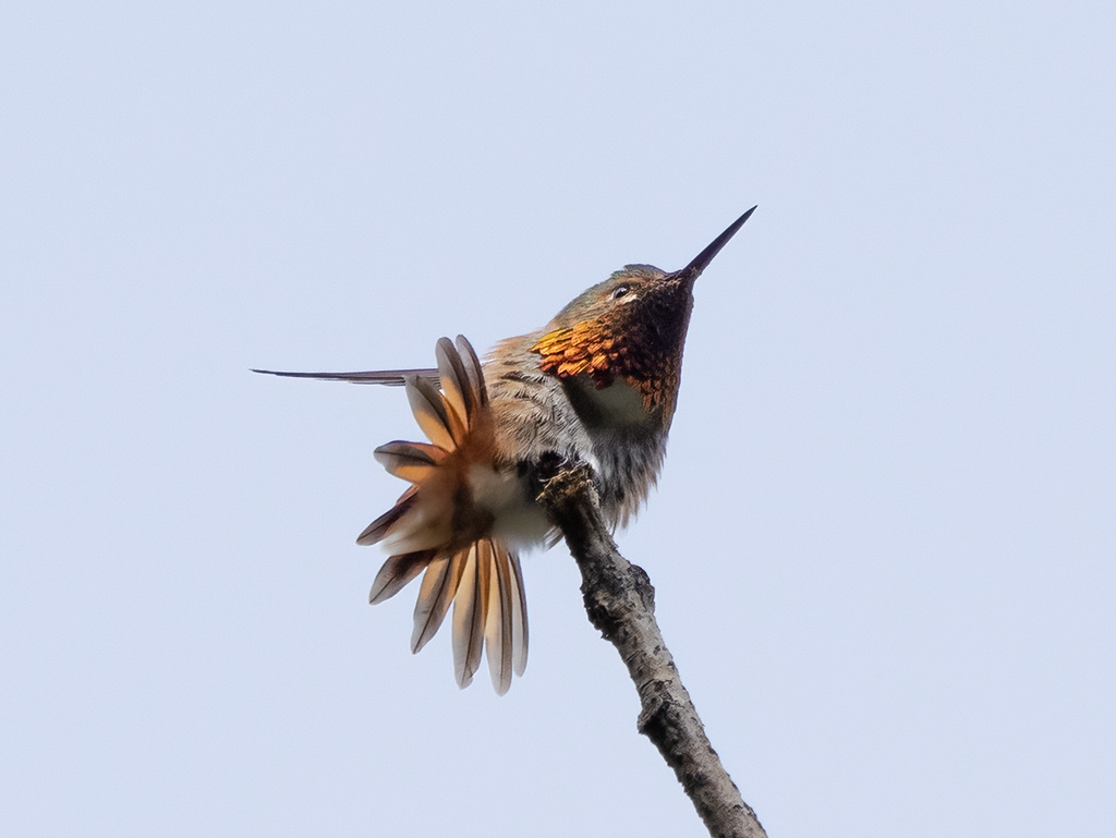 Calliope × Rufous Hummingbird