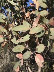 Eucalyptus pleurocarpa