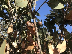 Eucalyptus pleurocarpa