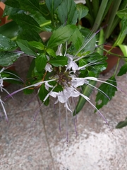 Orthosiphon aristatus