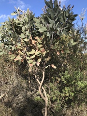 Eucalyptus pleurocarpa