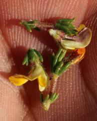 Aspalathus wittebergensis