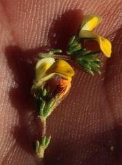 Aspalathus wittebergensis