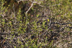 Aspalathus wittebergensis