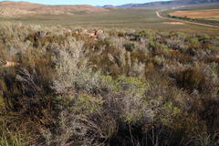 Aspalathus wittebergensis