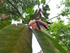 Dipterocarpus grandiflorus
