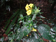 Strobilanthes crispus