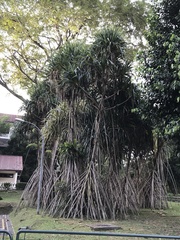 Pandanus monotheca