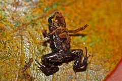 Eleutherodactylus iberia