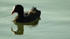Fulica atra