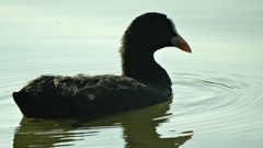 Fulica atra