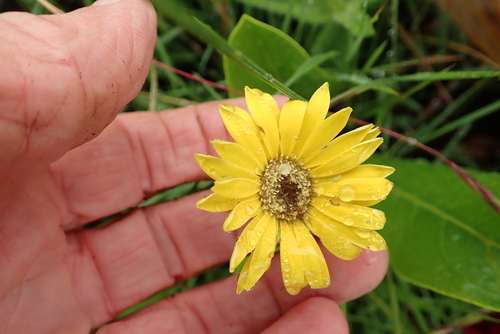 Image of Gerbera aurantiaca by no rights reserved