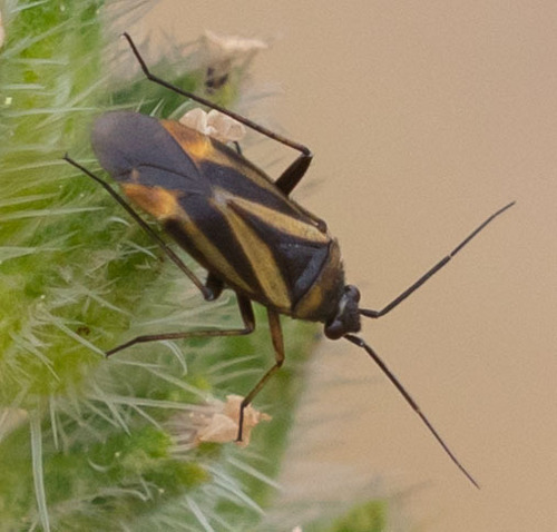Fiddleneck Plant Bug