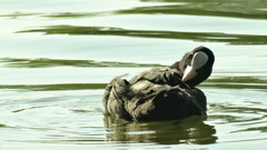Fulica atra