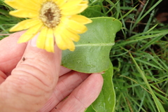 Gerbera aurantiaca