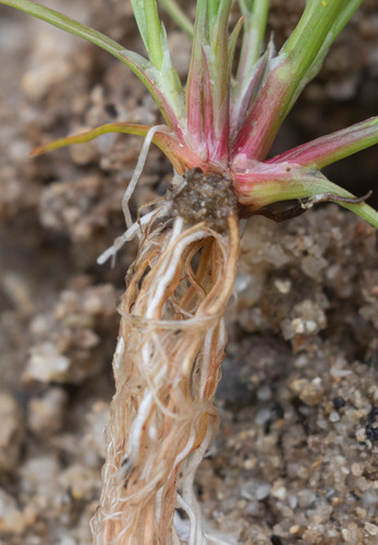 Juncus bufonius