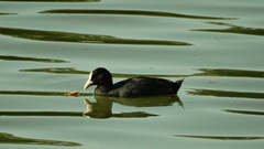 Fulica atra