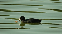 Fulica atra