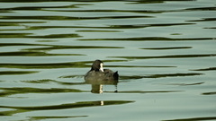 Fulica atra