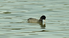 Fulica atra