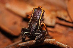 Eleutherodactylus iberia