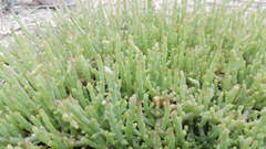 Salicornia natalensis