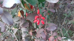 Berberis vulgaris