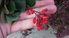 Berberis vulgaris
