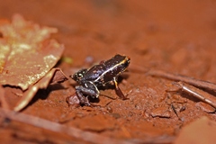 Eleutherodactylus iberia
