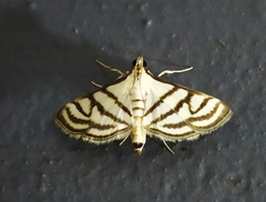 Ravanoa xiphialis