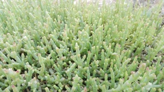 Salicornia natalensis