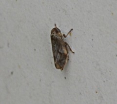 Philaronia canadensis