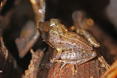 Eleutherodactylidae