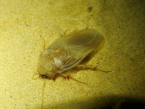 Heterogamodes ursina