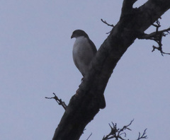 Accipiter tachiro