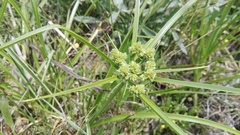 Cyperus pulcher