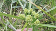 Cyperus pulcher