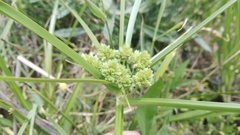 Cyperus pulcher