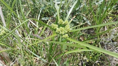 Cyperus pulcher