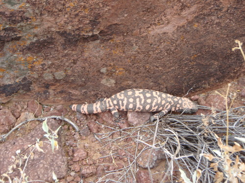 Heloderma suspectum