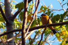 Pipraeidea melanonota