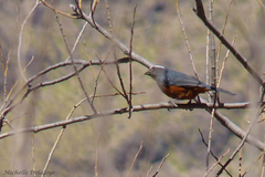 Pseudosaltator rufiventris