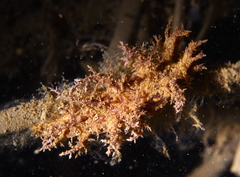 Dendronotus europaeus