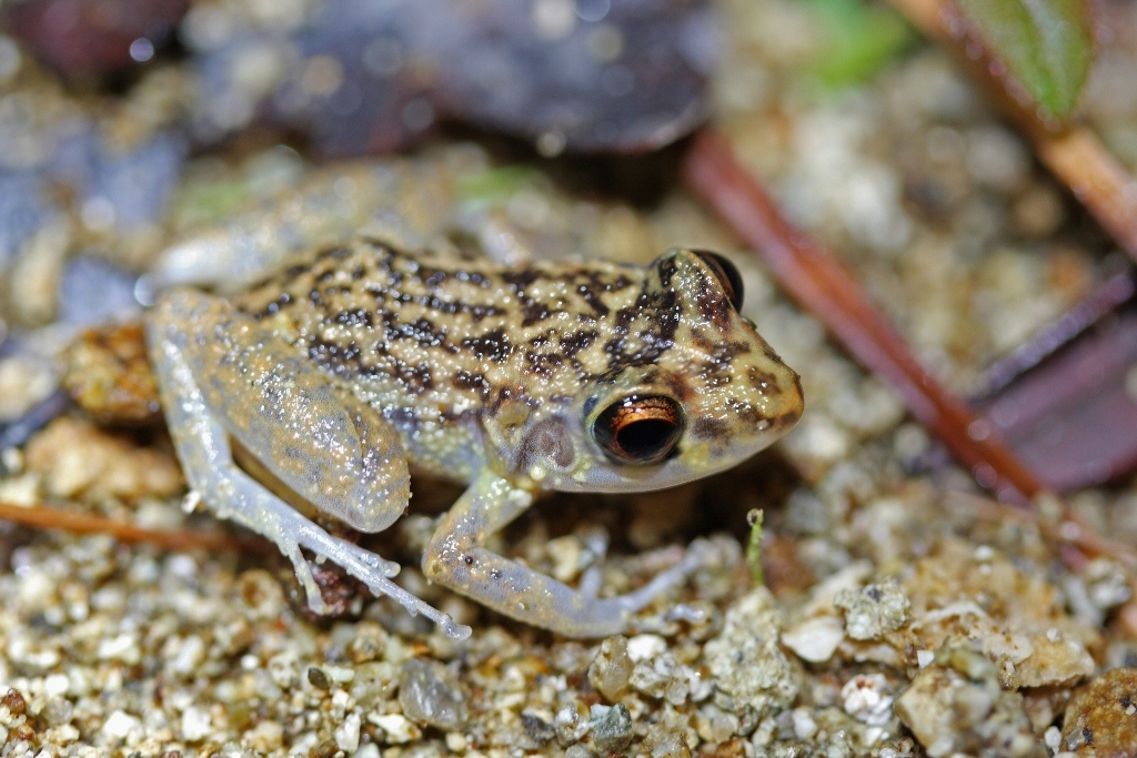Oriente Mottled Frog