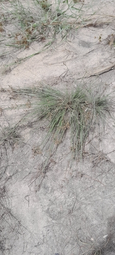 Bulbostylis puberula iNat (1)