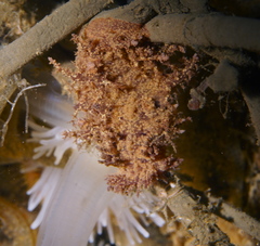 Dendronotus europaeus