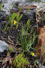 Lebeckia wrightii