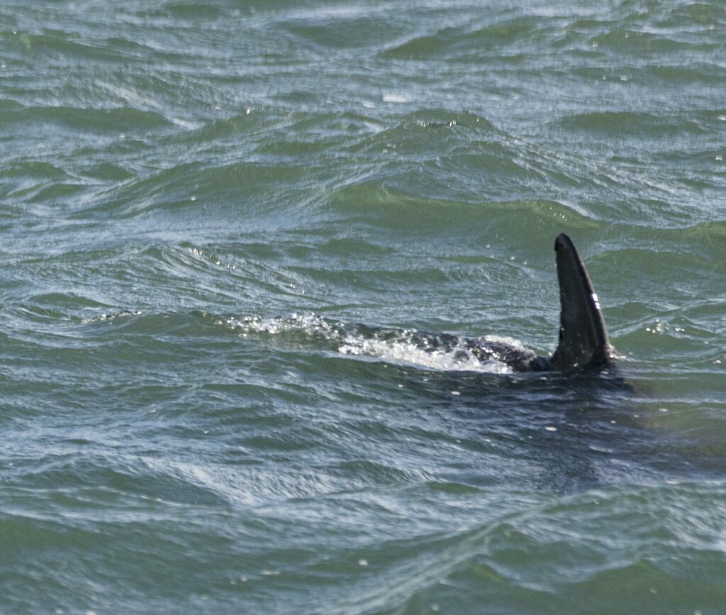 Elasmobranchs from Newcastle NSW, Australia on August 08, 2019 at 01:55 ...