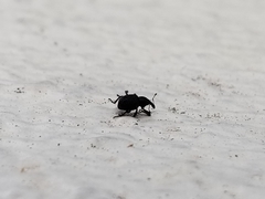 Cyrtobagous salviniae